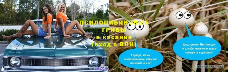 Псилоцибиновые грибы мицелий  дарнет шоп  Калачинск 